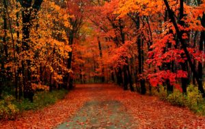 country-road-with-autumn-leaves